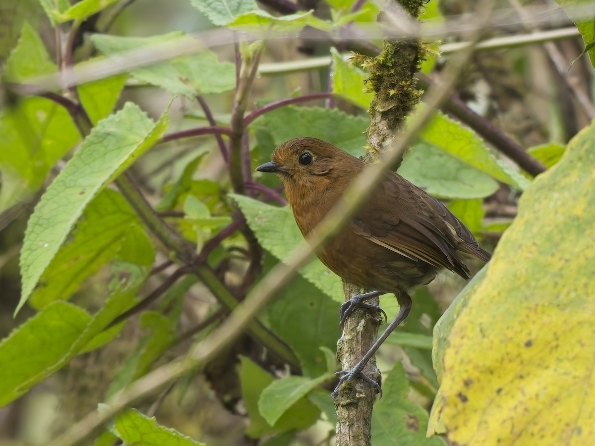 Chachapoyas Antpitta - ML647968556