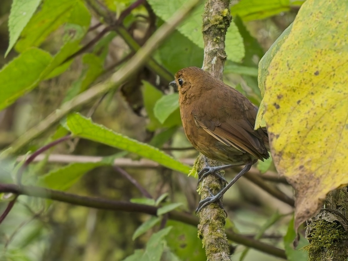 Chachapoyas Antpitta - ML647968562