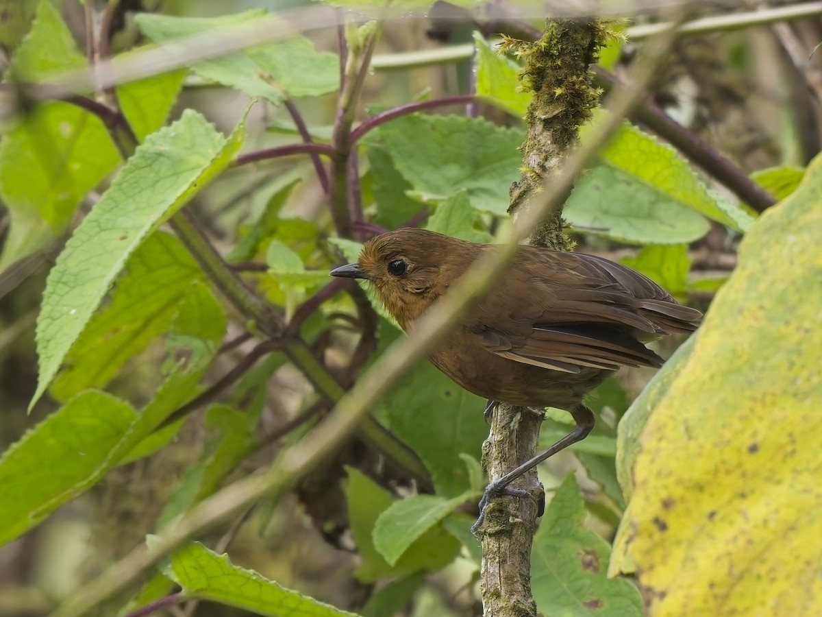 Chachapoyas Antpitta - ML647968567