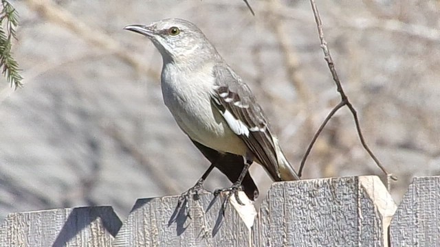 Moqueur polyglotte - ML647968584