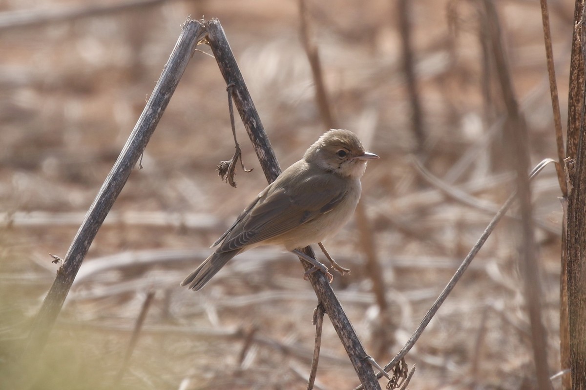 Fauvette des jardins - ML647968961