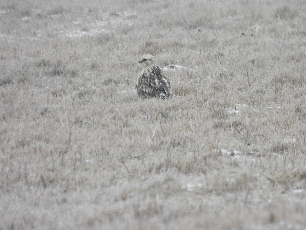 Paçalı Şahin - ML647969245