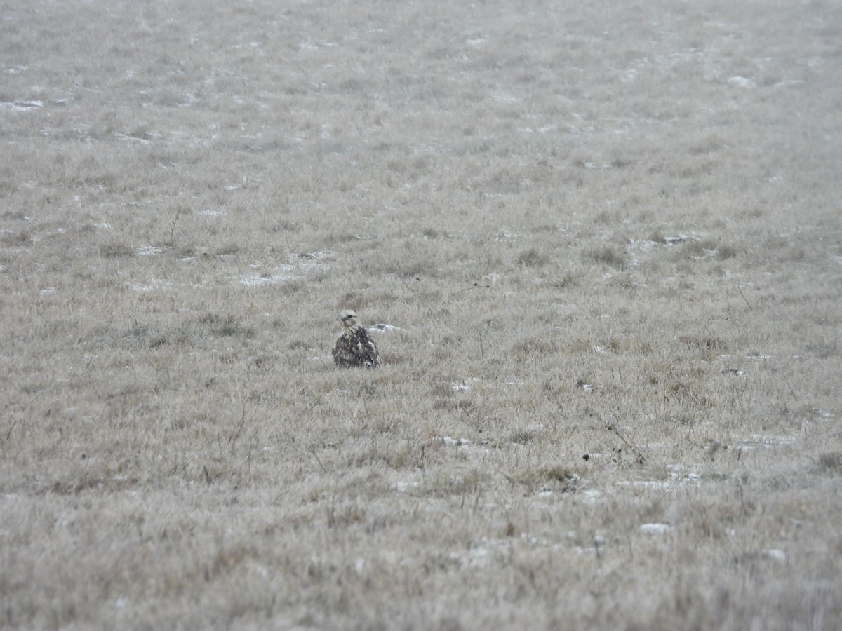 Paçalı Şahin - ML647969246