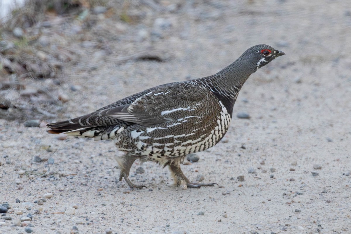 Spruce Grouse - ML647969330