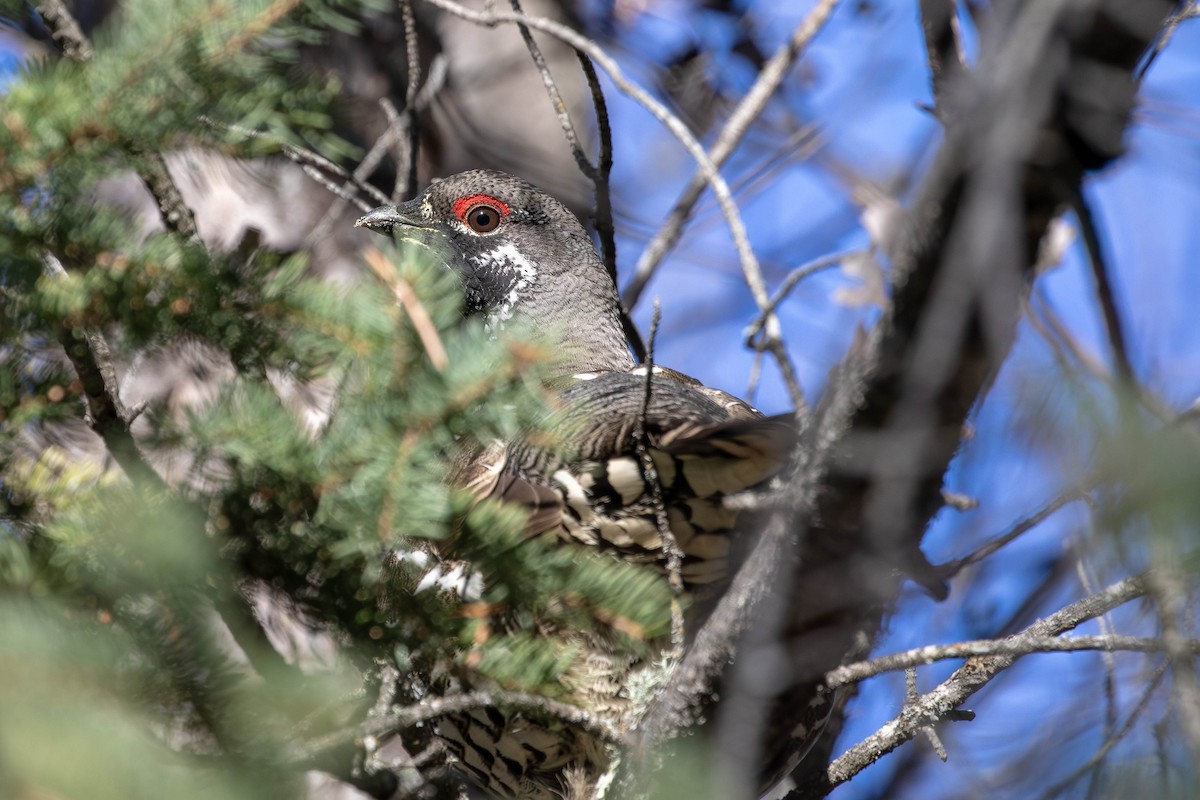 Spruce Grouse - ML647969349