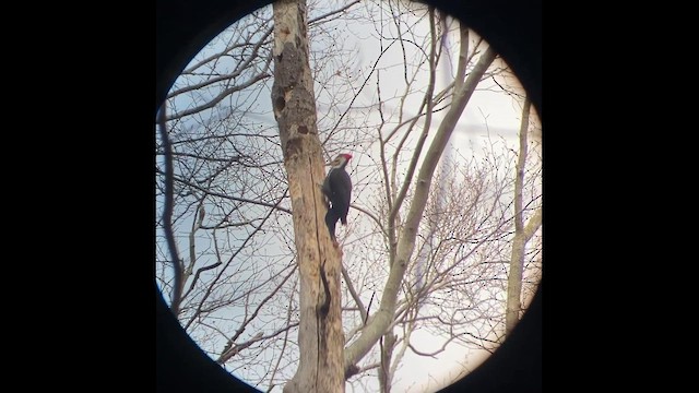 Pileated Woodpecker - ML647969506