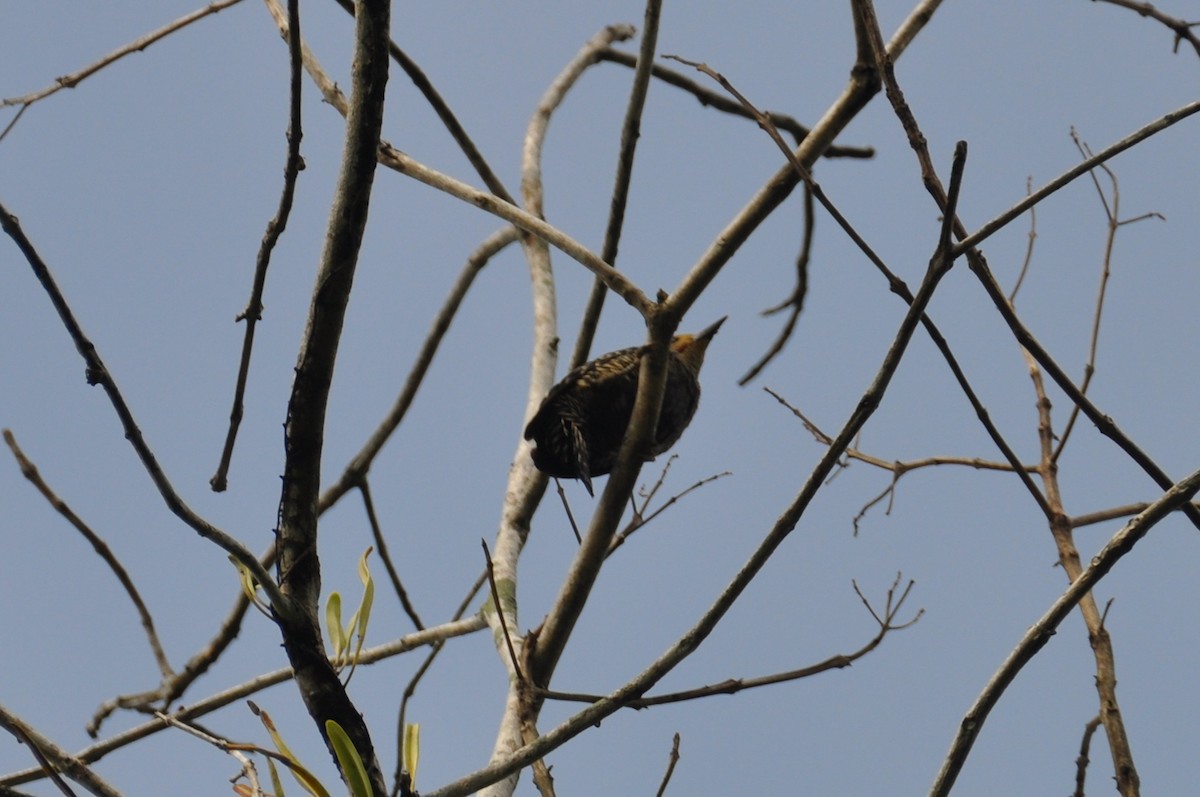 Buff-rumped Woodpecker - ML647969604