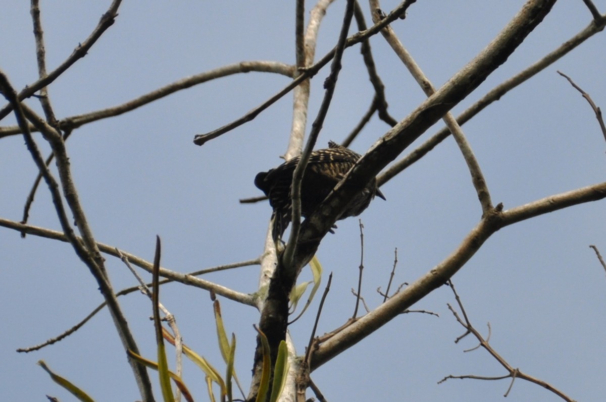 Buff-rumped Woodpecker - ML647969605