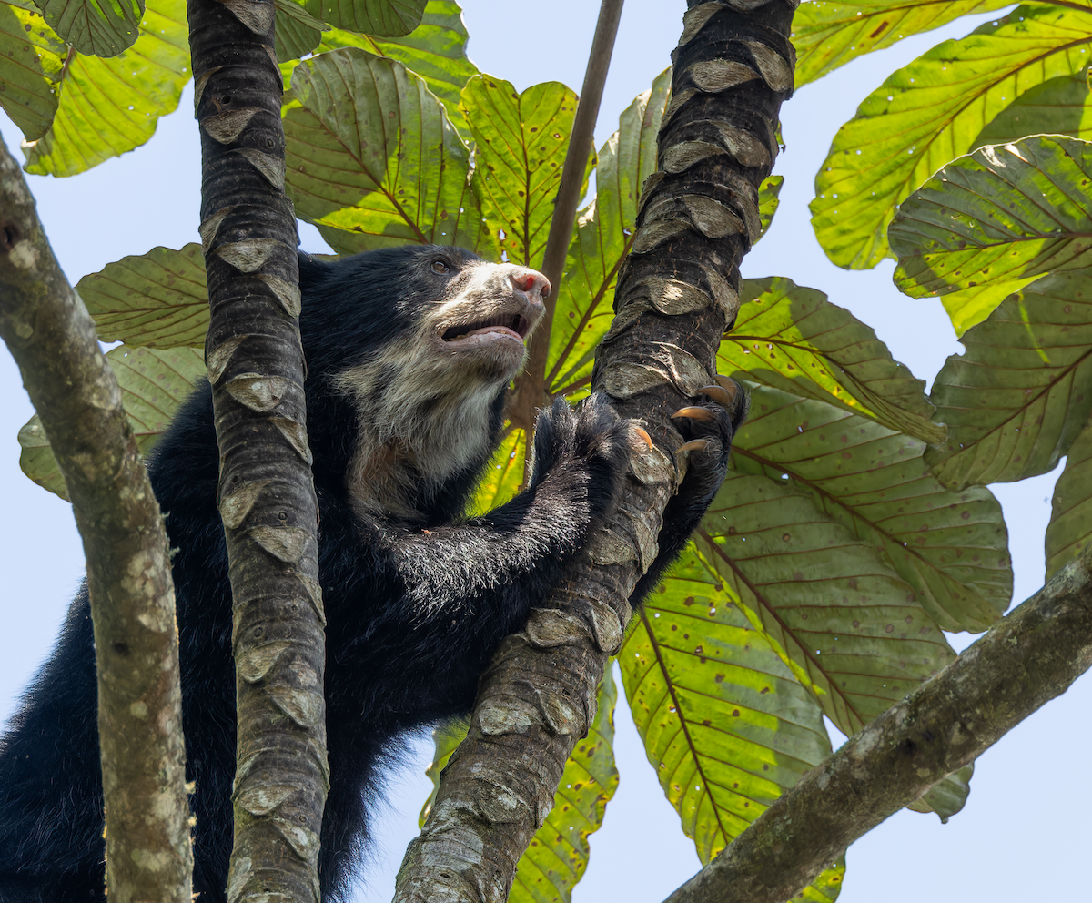 Spectacled Bears - ML647969918
