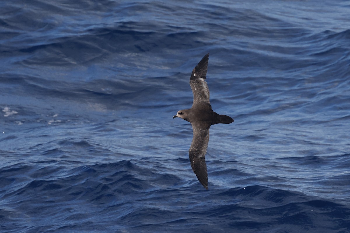 Great-winged Petrel - ML647970033