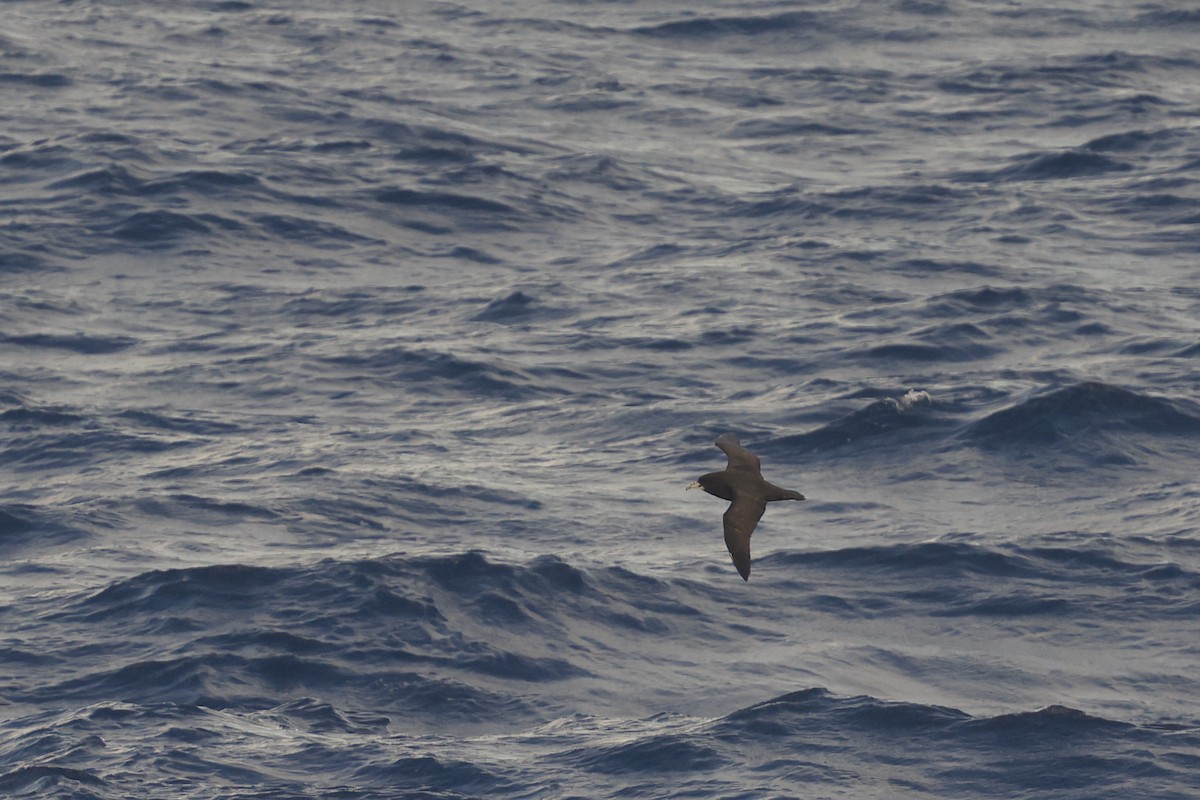 White-chinned Petrel - ML647970073