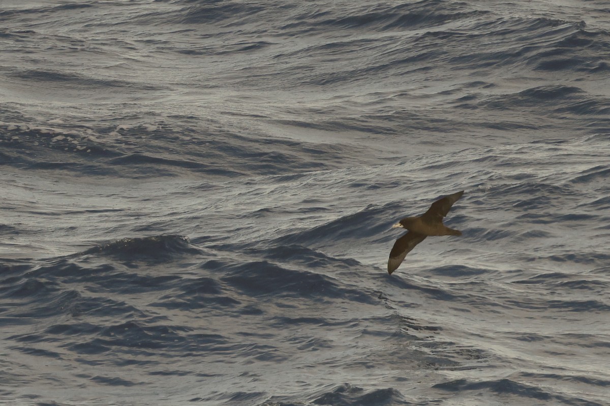 White-chinned Petrel - ML647970074