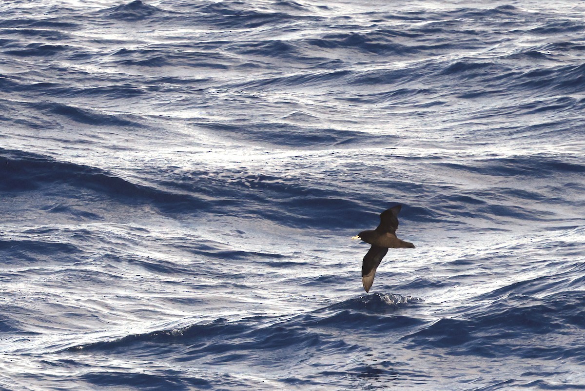 White-chinned Petrel - ML647970075