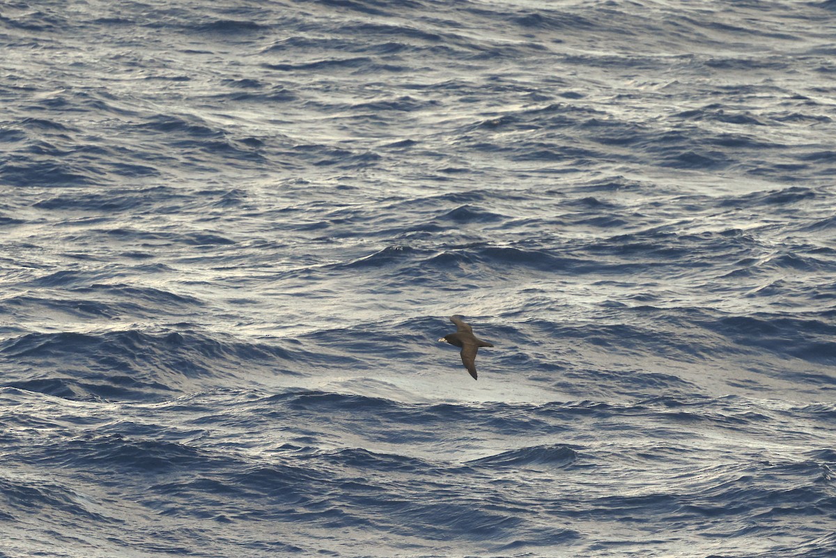 White-chinned Petrel - ML647970077