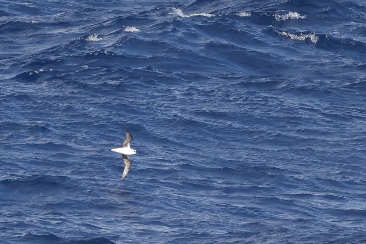 White-headed Petrel - ML647970166