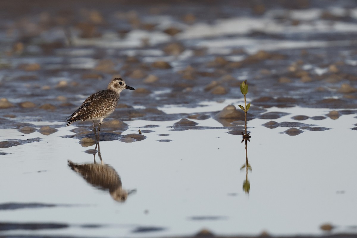 灰斑鴴 - ML647970329