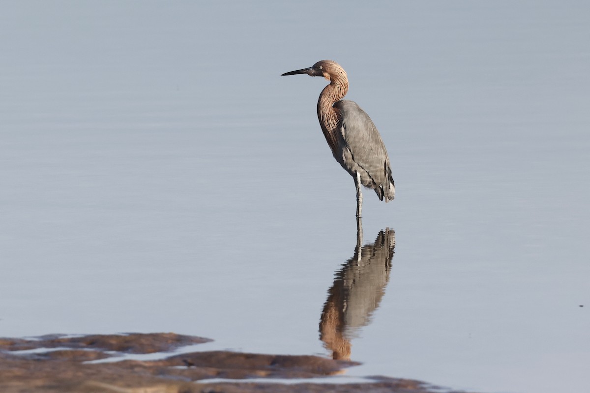 Reddish Egret - ML647970362