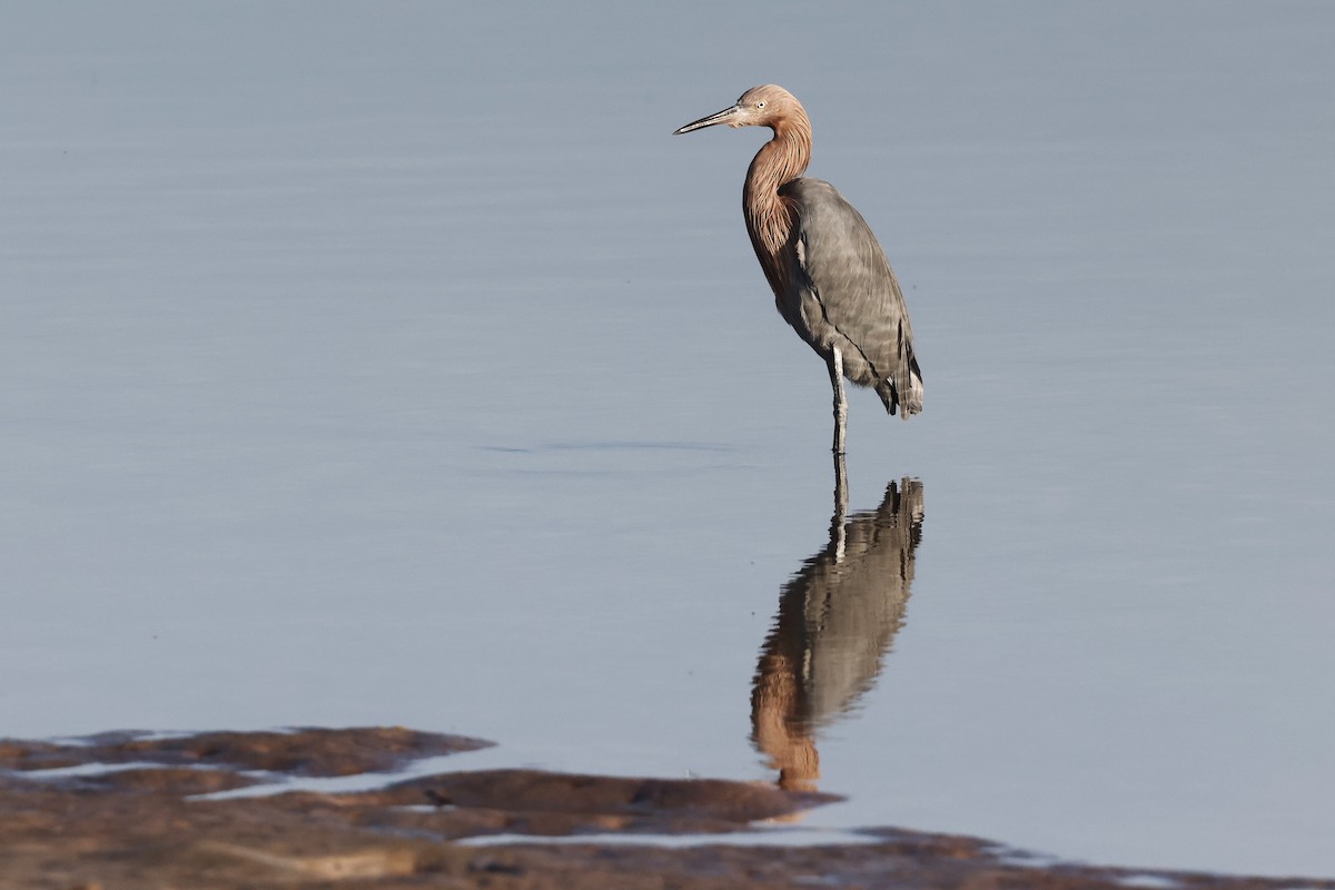 Reddish Egret - ML647970363
