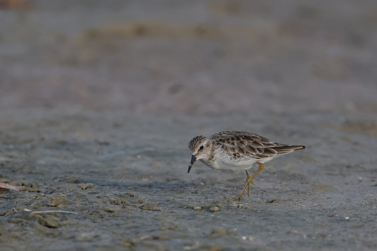Least Sandpiper - ML647970424