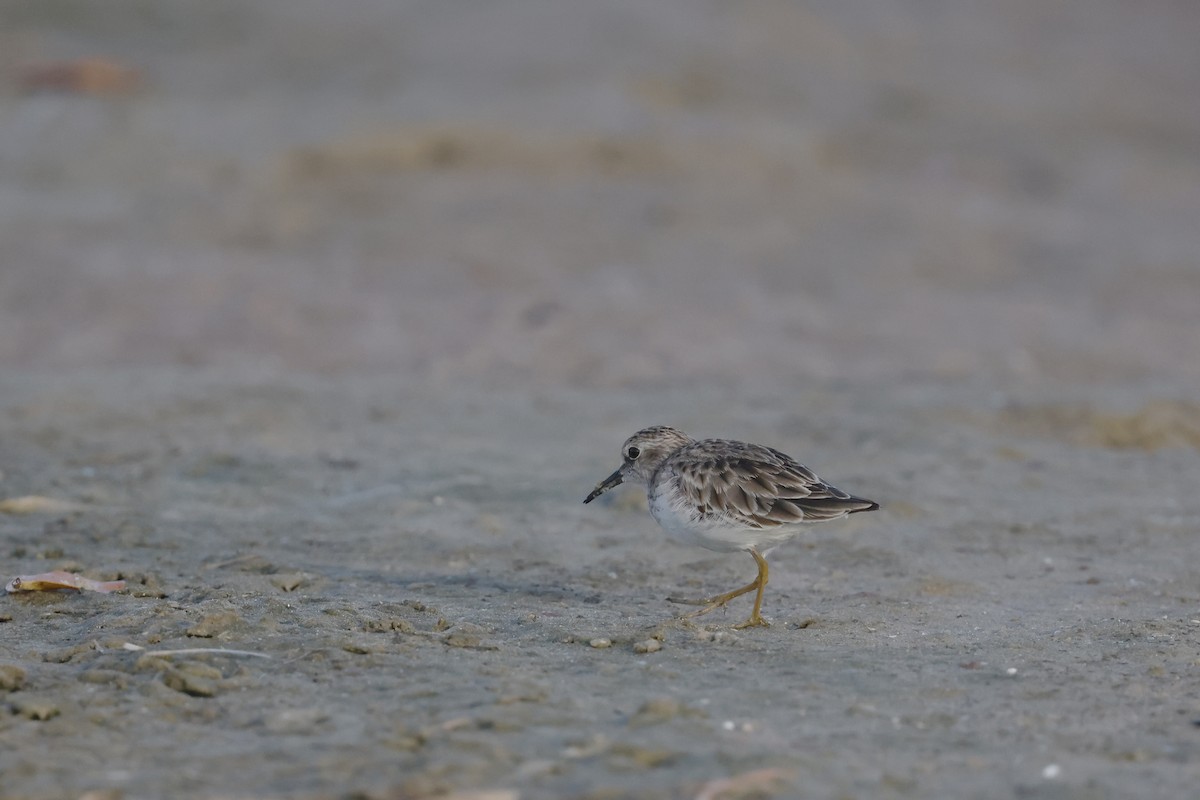 Least Sandpiper - ML647970425