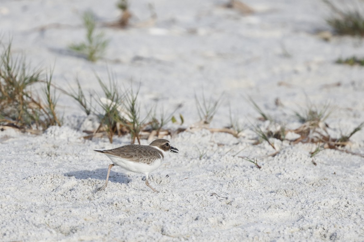 Wilson's Plover - ML647970446