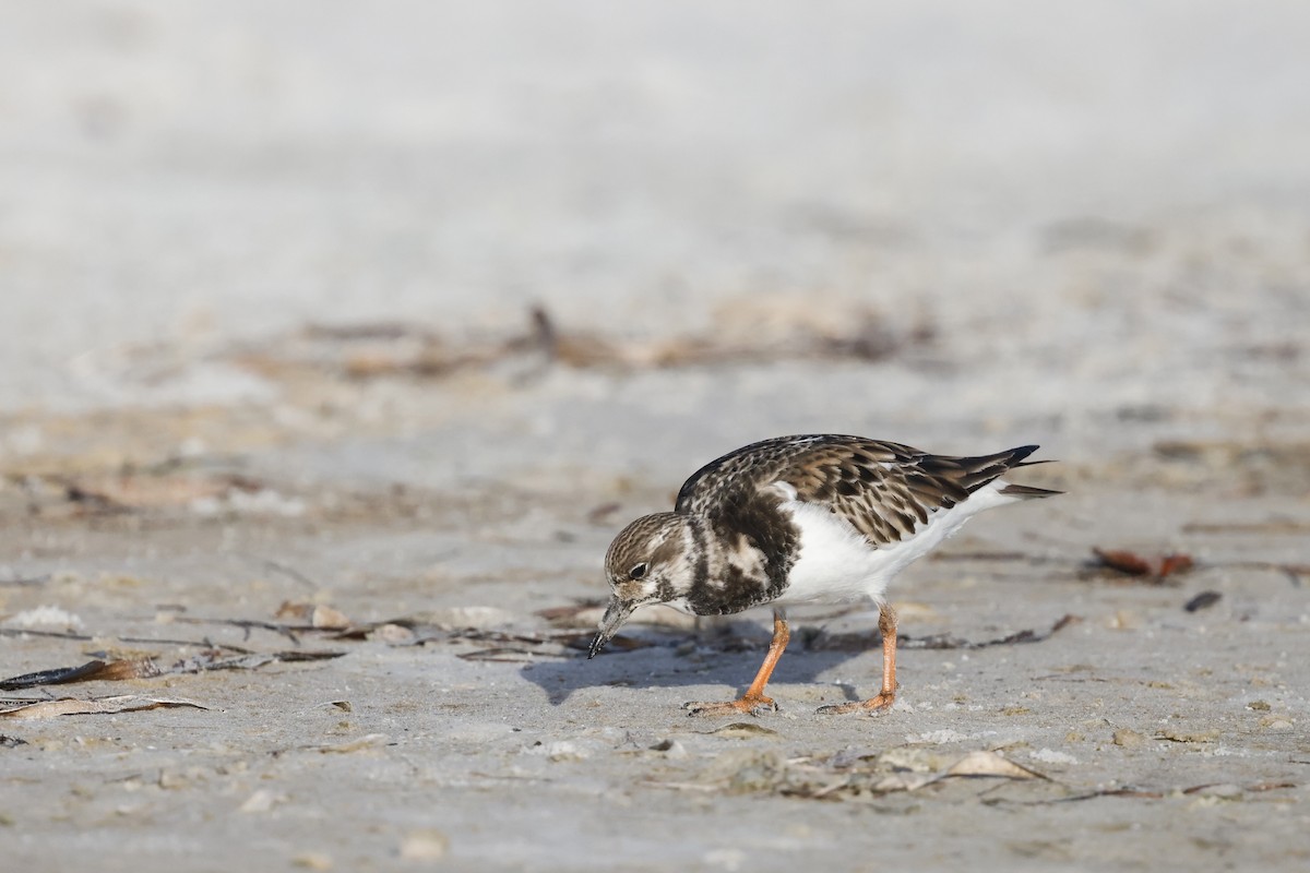 翻石鷸 - ML647970465