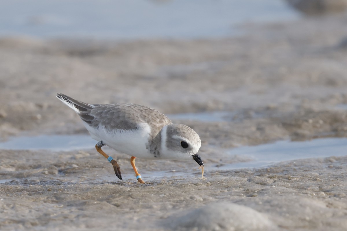 Piping Plover - ML647970480