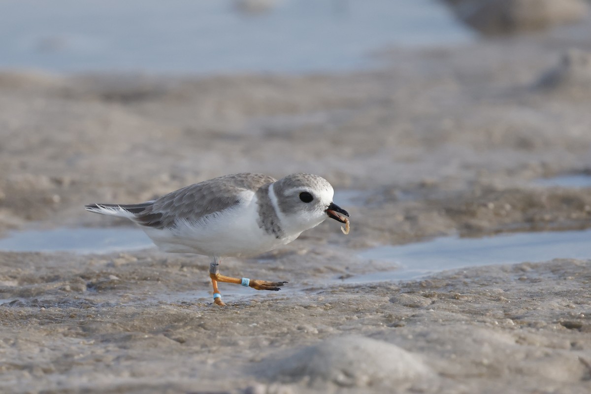 Piping Plover - ML647970481
