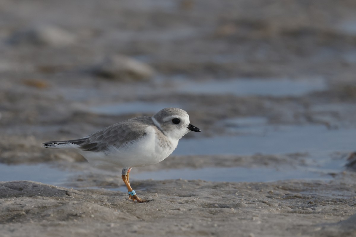 Piping Plover - ML647970483