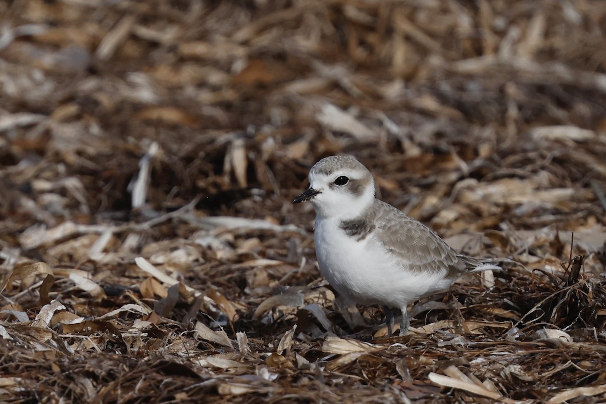 Snowy Plover - ML647970520