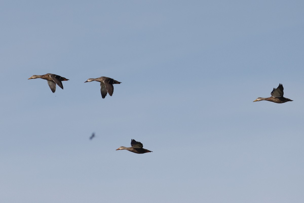 Mallard x Mottled Duck (hybrid) - ML647970586