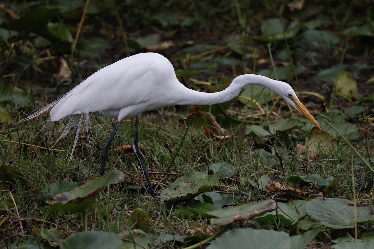 大白鷺 - ML647970650