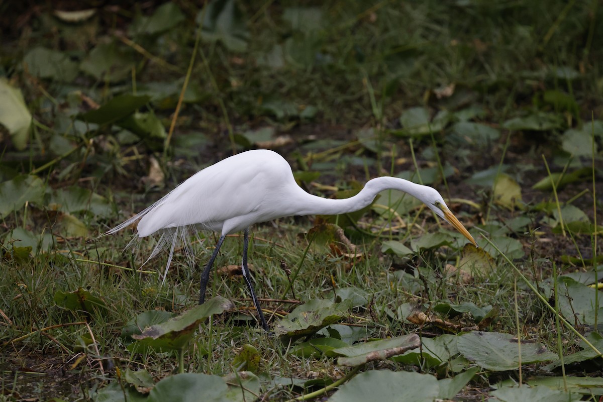 大白鷺 - ML647970652