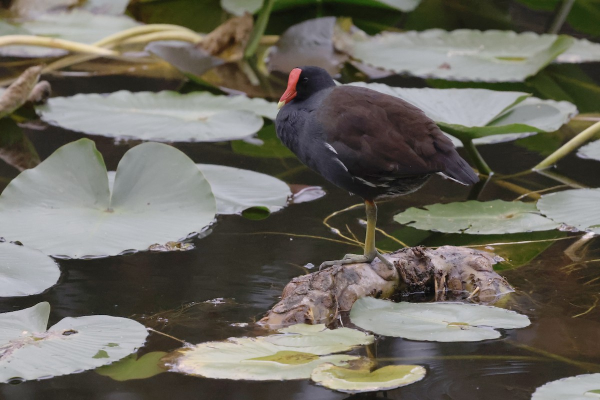 Common Gallinule - ML647970687