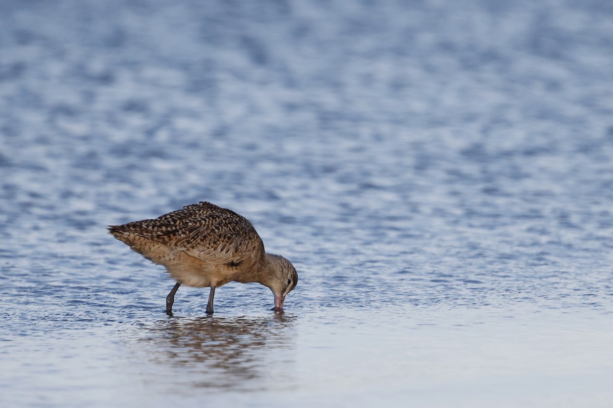 Marbled Godwit - ML647970739
