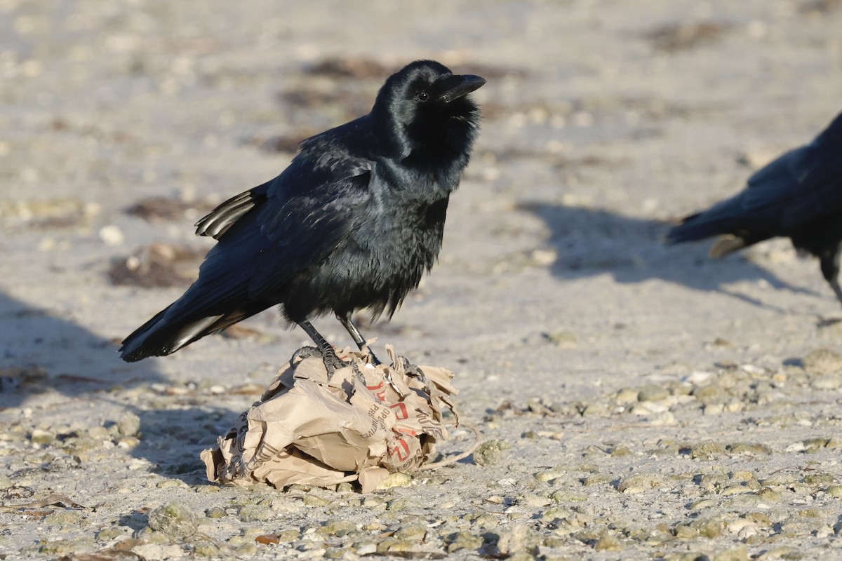 Fish Crow - ML647970861