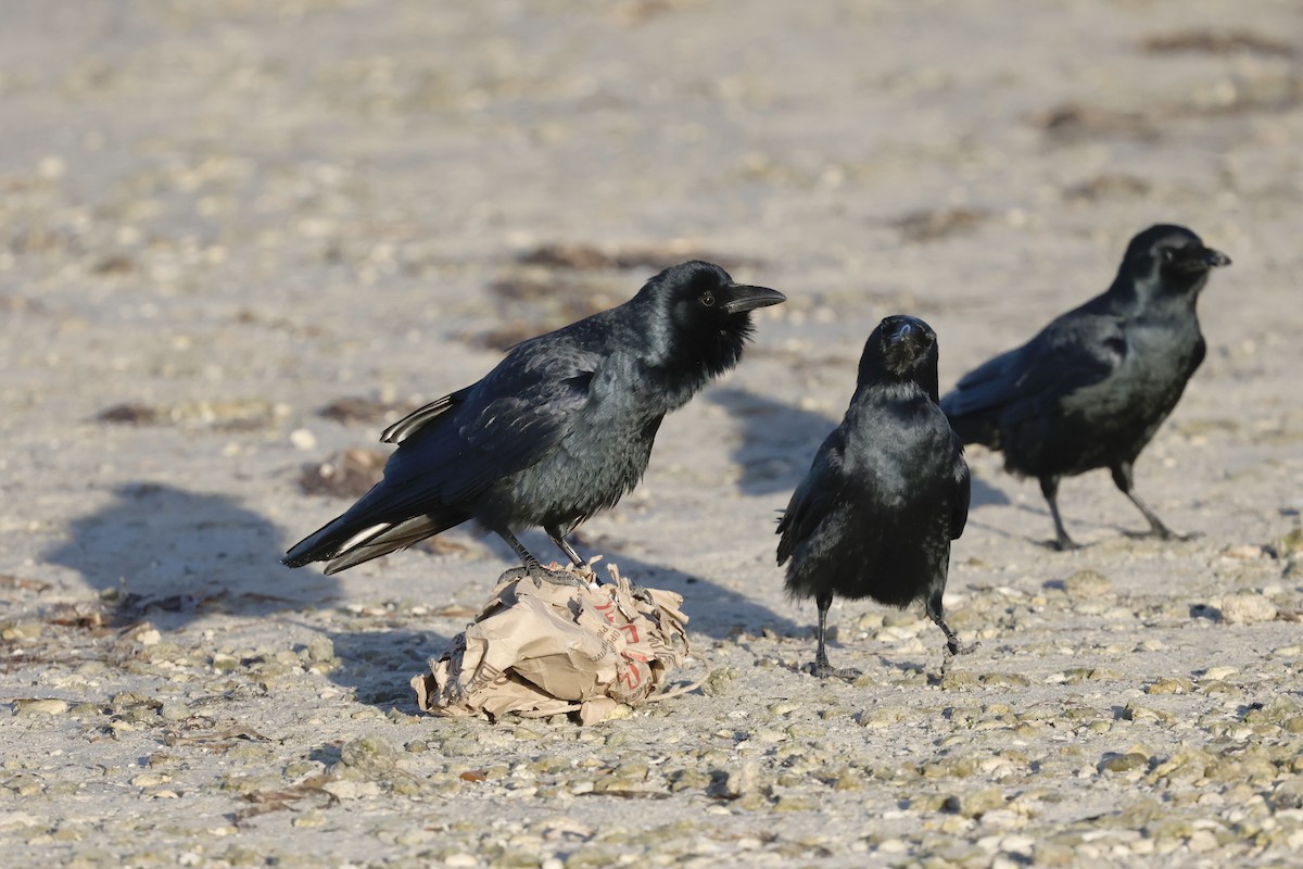 Fish Crow - ML647970862