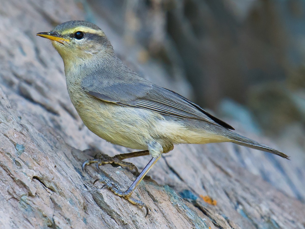 Sulphur-bellied Warbler - Craig Brelsford