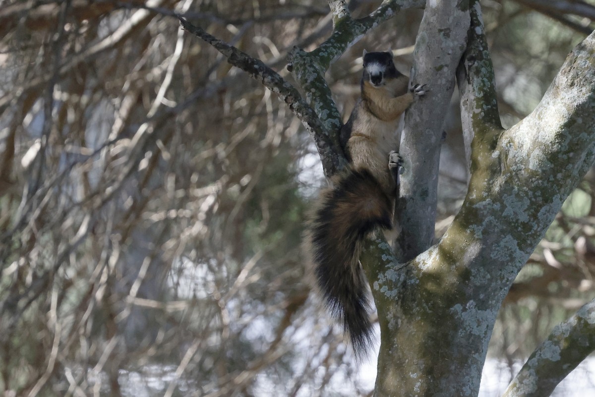Sherman's Fox Squirrel - ML647970919