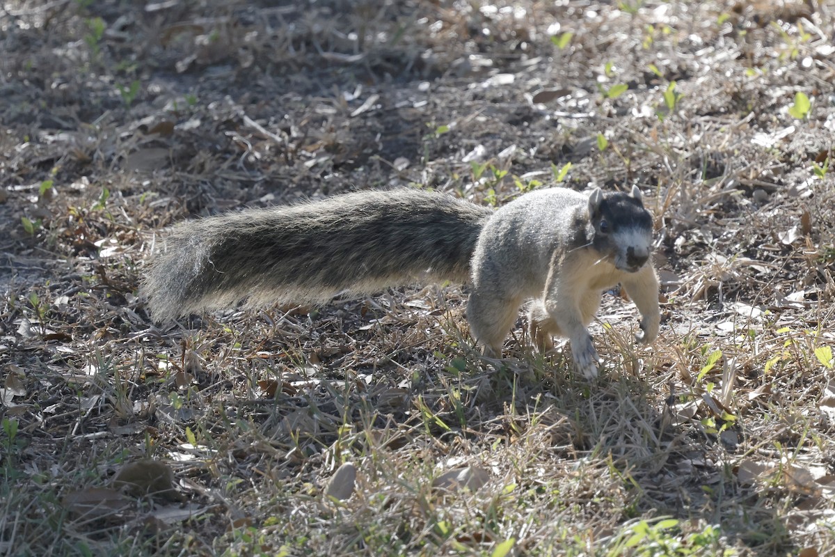 Sherman's Fox Squirrel - ML647970920