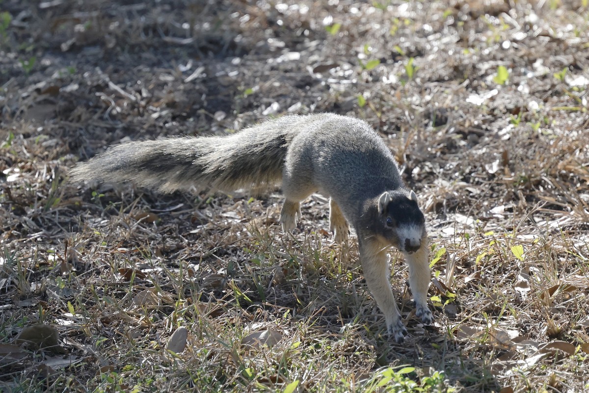 Sherman's Fox Squirrel - ML647970921