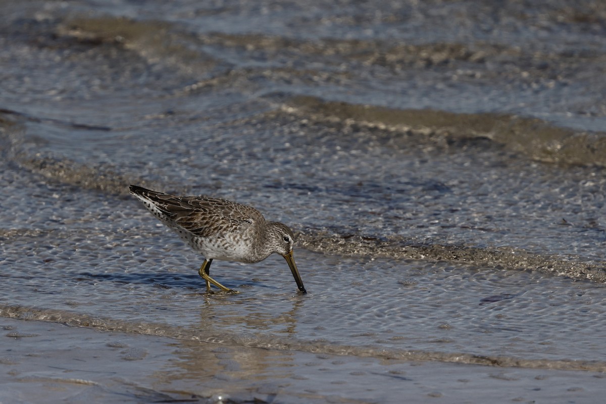 短嘴半蹼鷸 - ML647970994