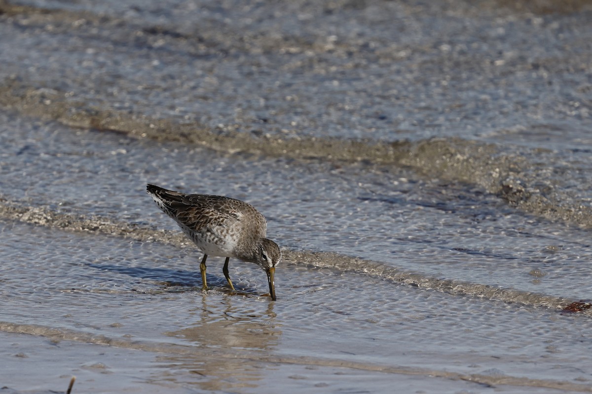 短嘴半蹼鷸 - ML647970995