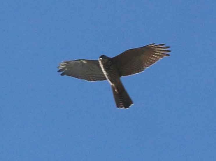 Brown Goshawk - Steve Cunningham