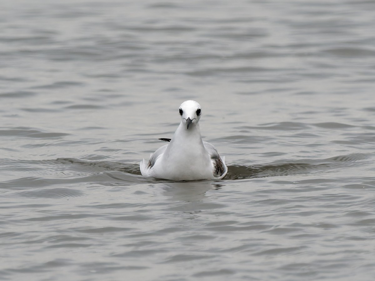 Bonaparte's Gull - ML647972277