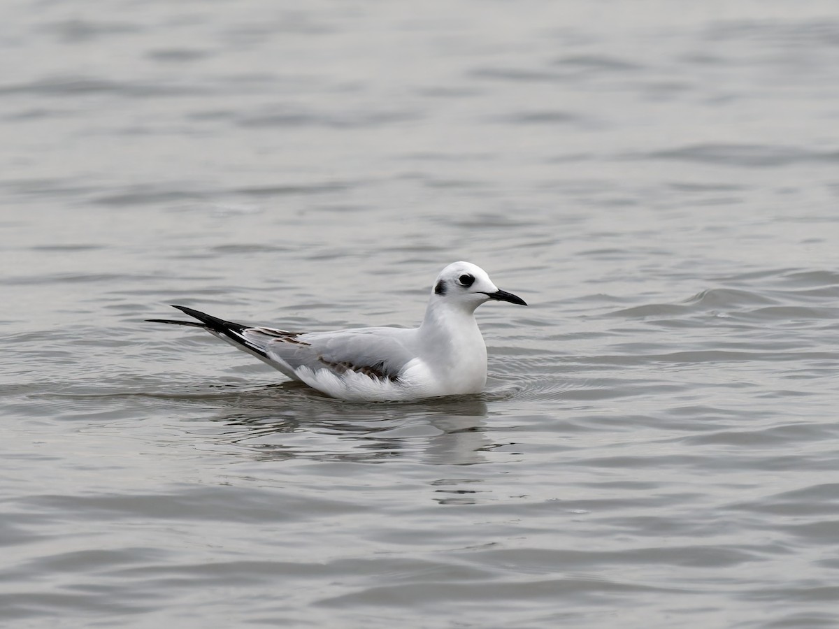 Bonaparte's Gull - ML647972278