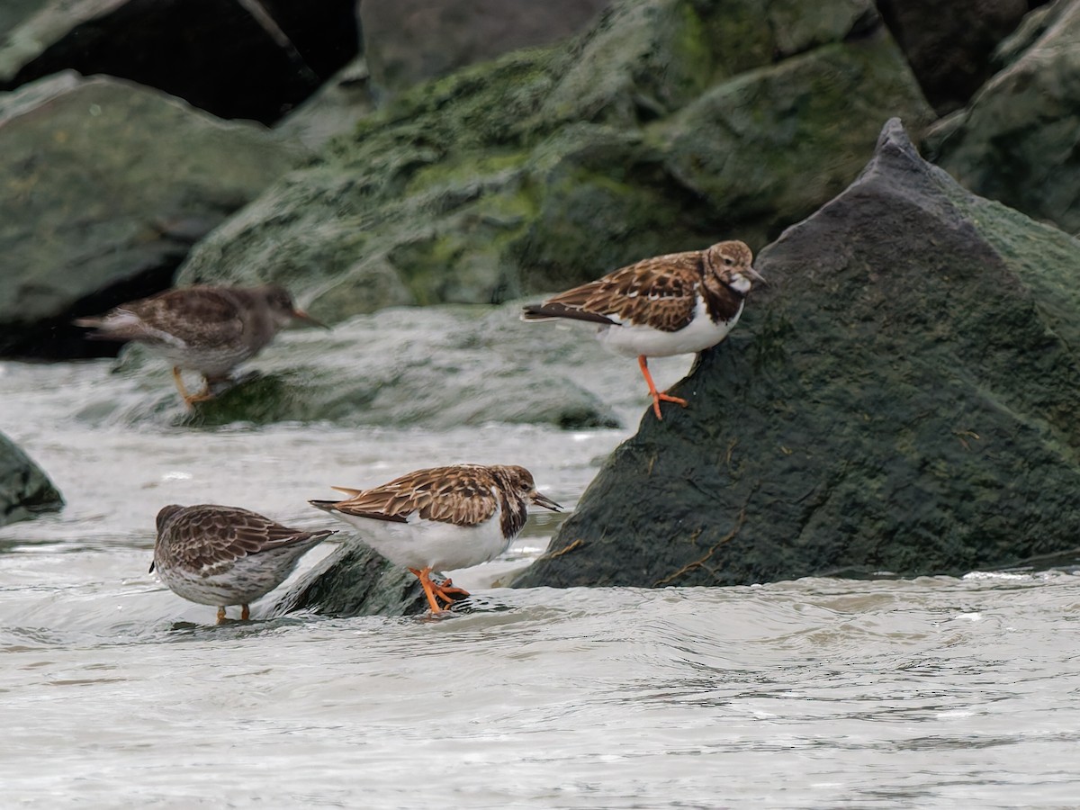 Ruddy Turnstone - ML647972287