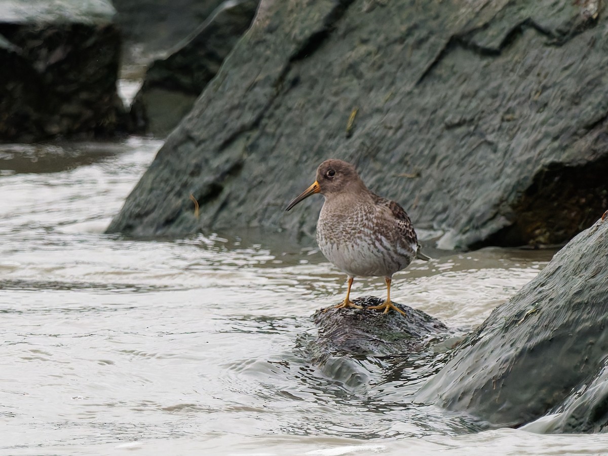 Purple Sandpiper - ML647972319