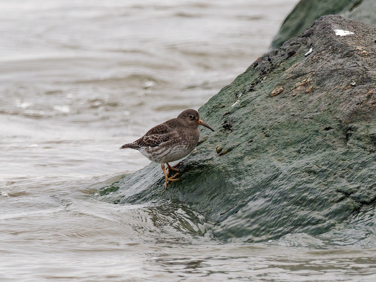 Purple Sandpiper - ML647972320