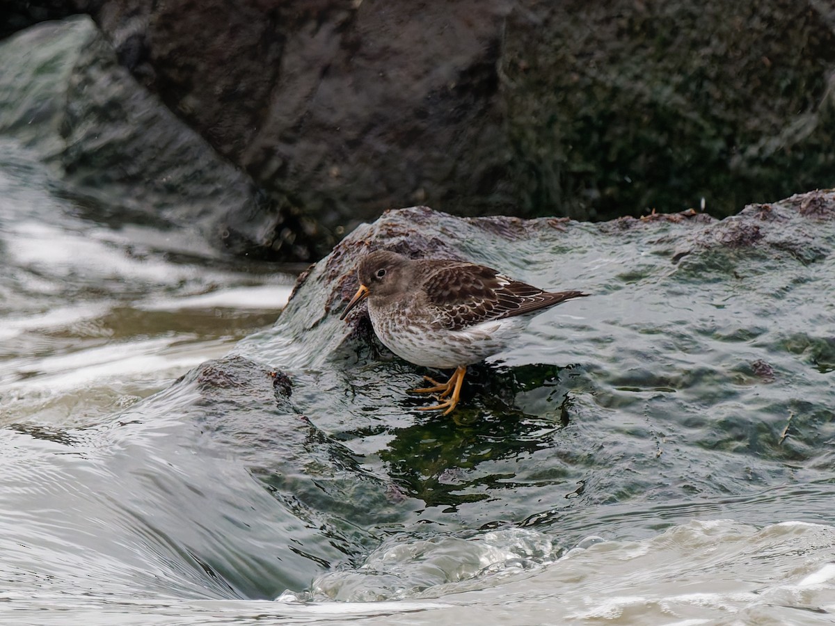 Purple Sandpiper - ML647972321